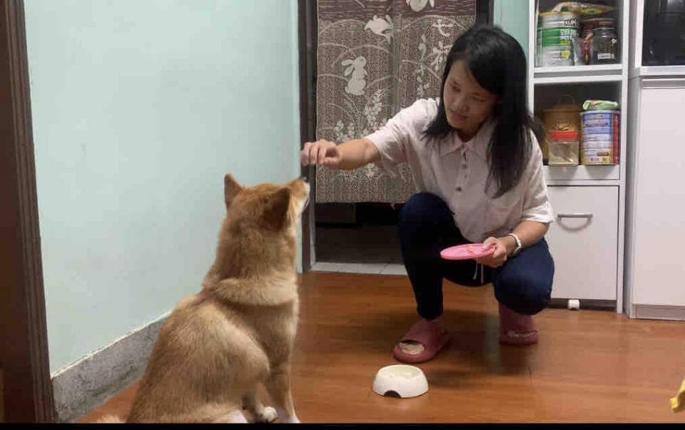 這張照片是一個女人在訓練她家的狗狗。她蹲在地上,拿著一個粉色飛盤,試圖引導狗狗跳起來接飛盤。狗狗坐在她面前,盯著飛盤,等待她的指令。