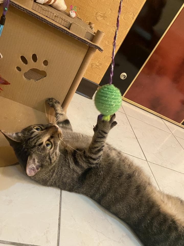 這張照片是一隻貓咪在玩一個綠色的球,它看起來很開心。