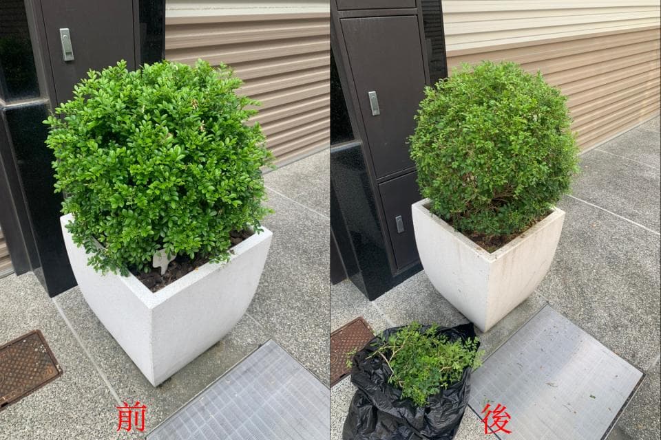 這張照片是一棵被修剪成圓形的盆栽,它被放在一個白色的方形花盆裡。盆栽的樹葉非常茂盛,顏色也很翠綠,看起來非常健康。