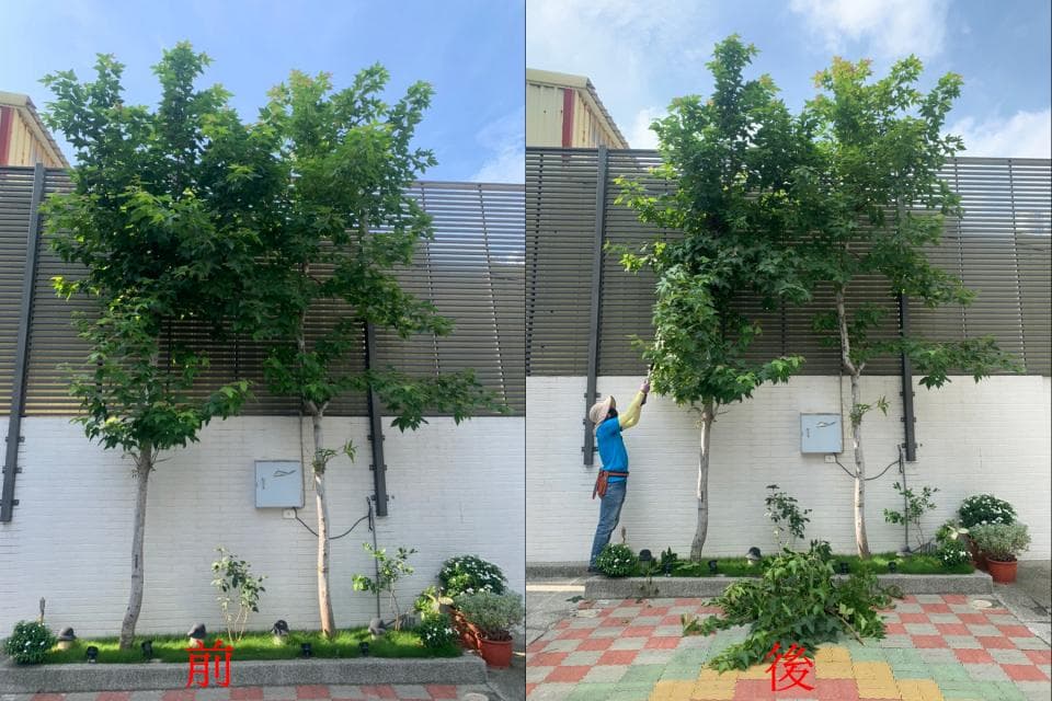 1) 照片顯示在白色圍牆前有兩棵樹,左側是修剪後的樹木,右側是未修剪的樹木,牆邊有一個穿著藍色上衣的人正在修剪樹木