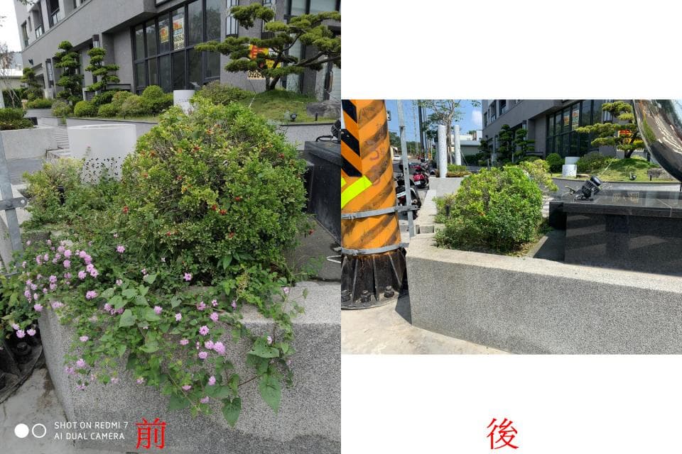 這張照片是對比照片,展示了植物的生長過程。左邊是「前」,植物看起來很小,右邊是「後」,植物已經長大很多。
