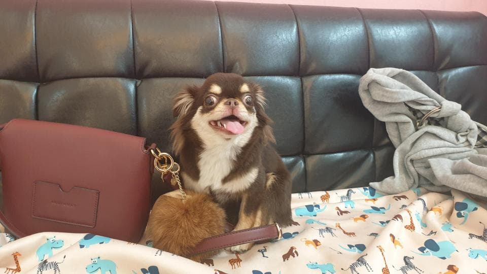 1) 照片中一隻棕色的小型犬坐在皮沙發上,它張著嘴,露出舌頭,看起來很興奮