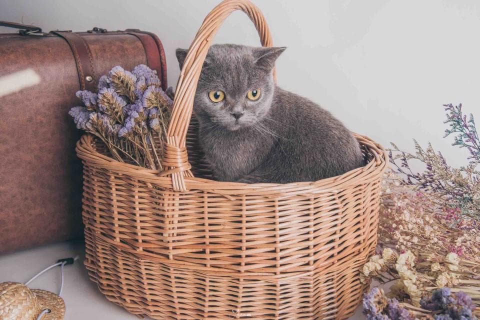 這張「一隻灰貓坐在藤編籃子裡」的照片是。