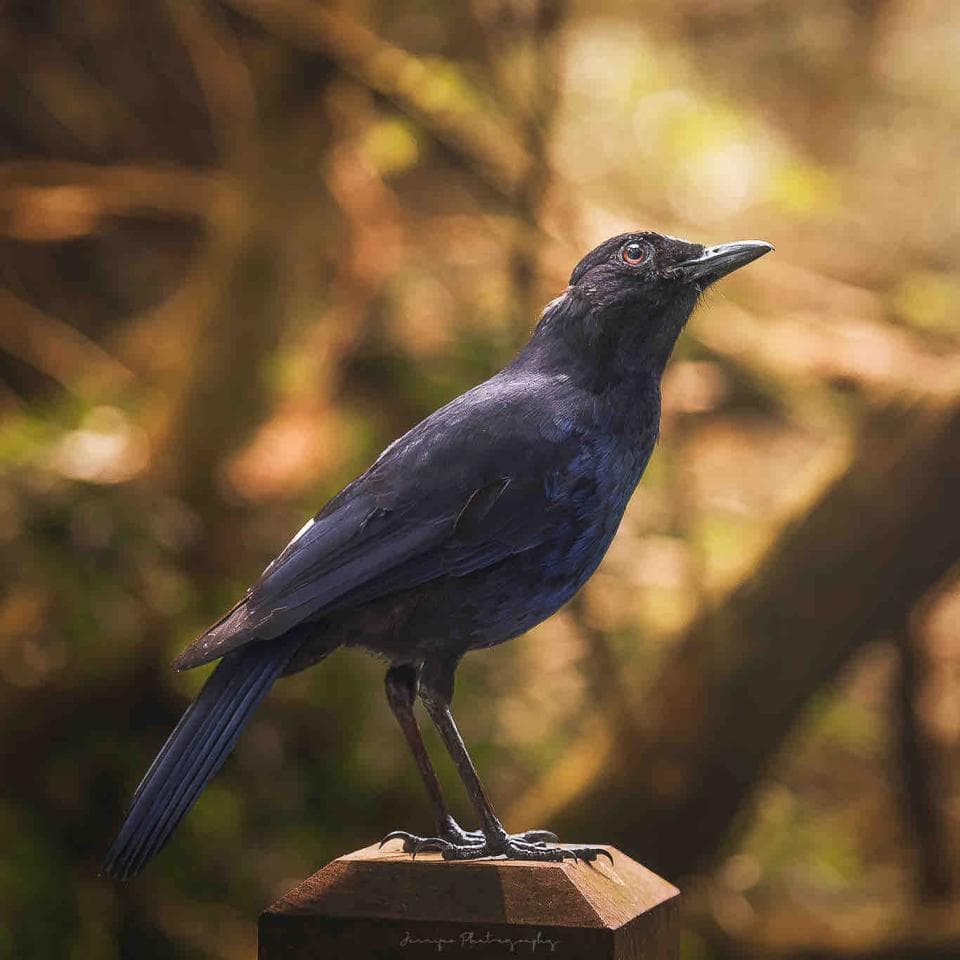這張照片是一隻黑色的小鳥站在木樁上。牠的羽毛很黑,牠的喙很尖,牠的眼睛很小。牠看起來很警覺,好像在注視著什麼。