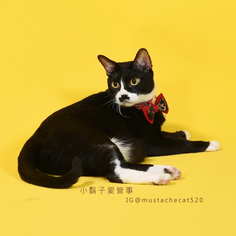 這張「貓咪」的照片是一隻戴著紅色蝴蝶結的黑貓,牠正躺在黃色的背景上,牠的眼睛很明亮,看起來很可愛。