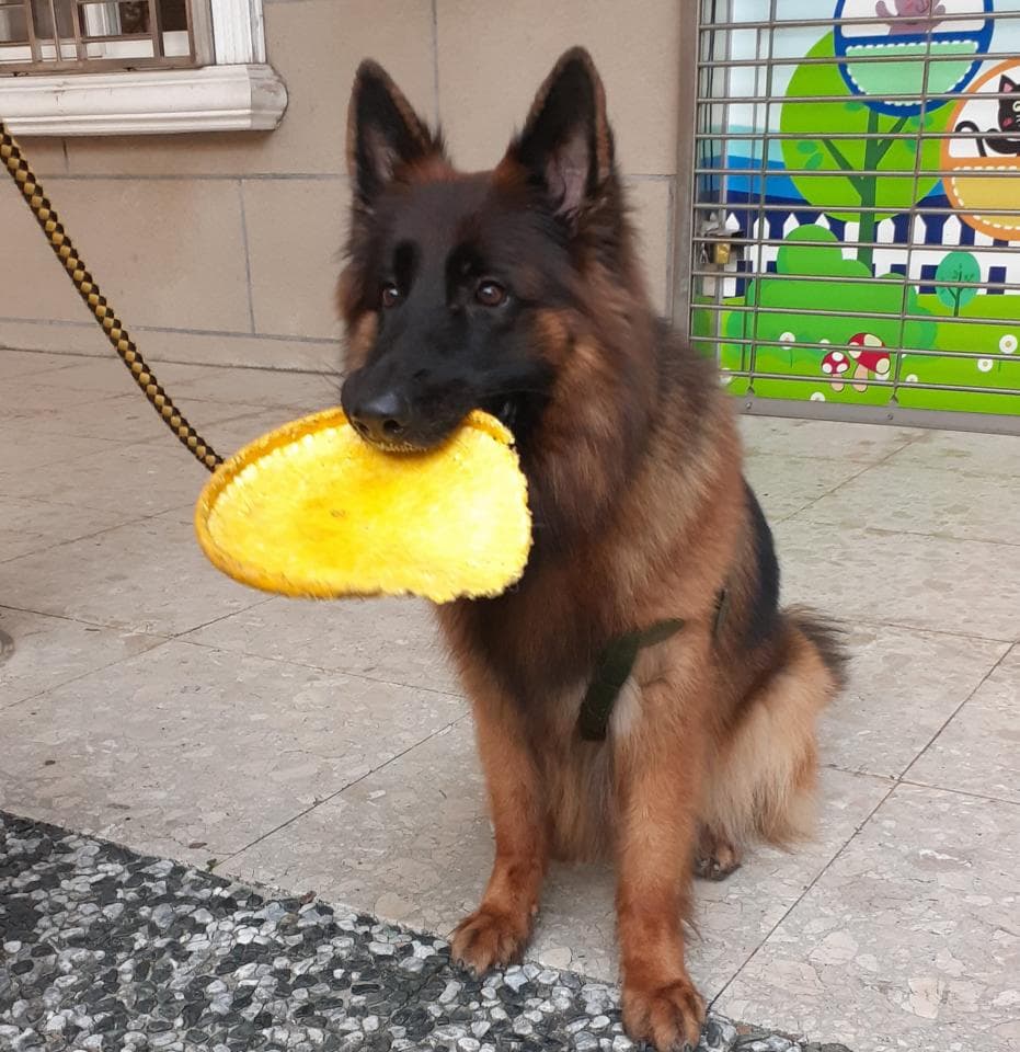 這張照片是一隻德國牧羊犬,牠的嘴巴裡叼著一個黃色的飛盤,看起來很開心。