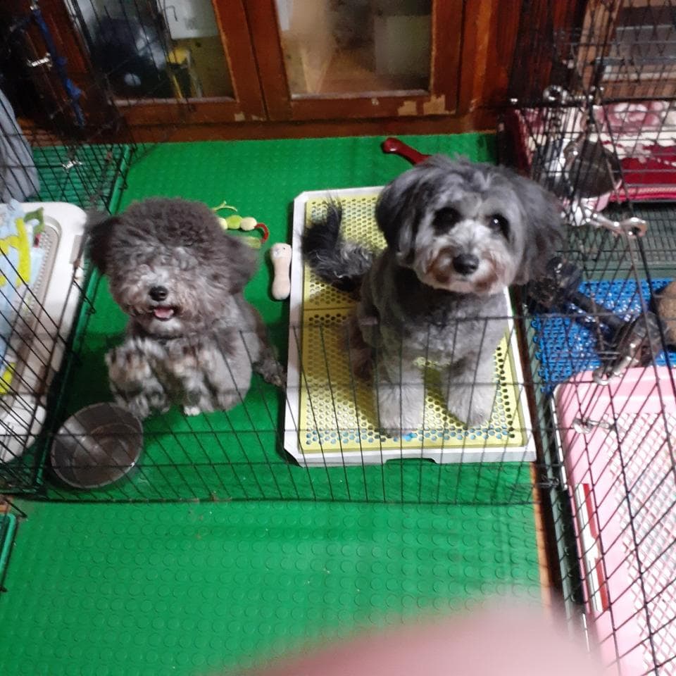 這張照片是兩隻可愛的小狗,牠們都灰色的毛髮,牠們都坐在一個狗籠裡。