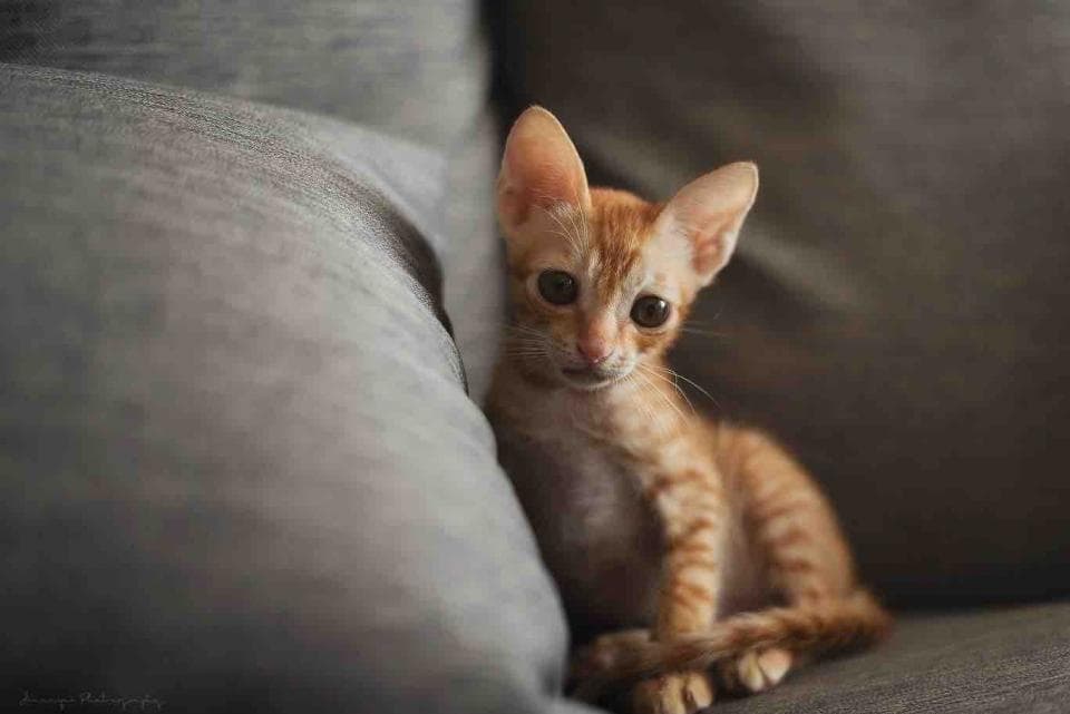 這張「一隻小貓咪躲在沙發上的枕頭後面」的照片是。