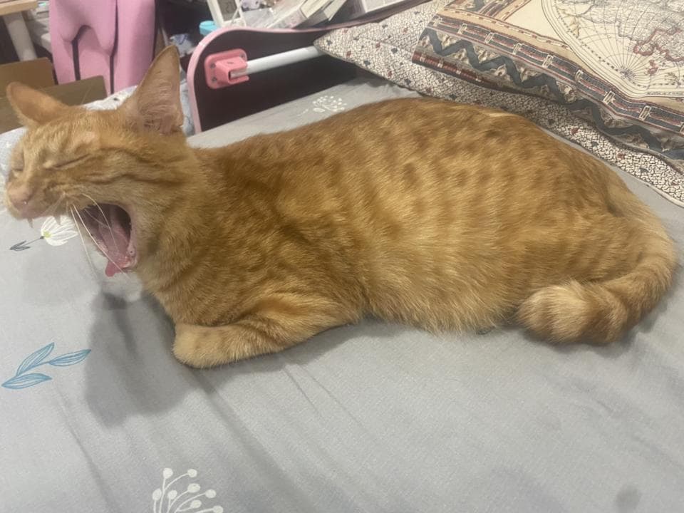 1) 一隻橘貓在床上打哈欠,嘴巴張開,露出牙齒和粉紅色的舌頭