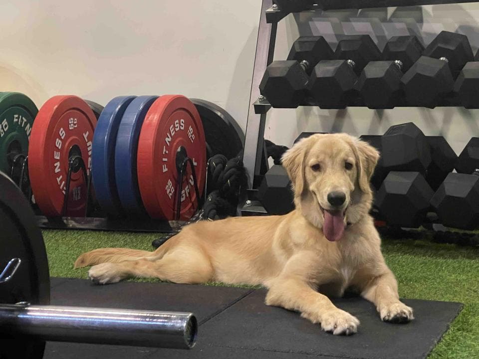 這張照片是關於重量訓練的。重量訓練可以增強肌肉力量和耐力,幫助減肥,改善心血管健康。想要開始重量訓練,可以到 PRO360 尋找專業的教練。