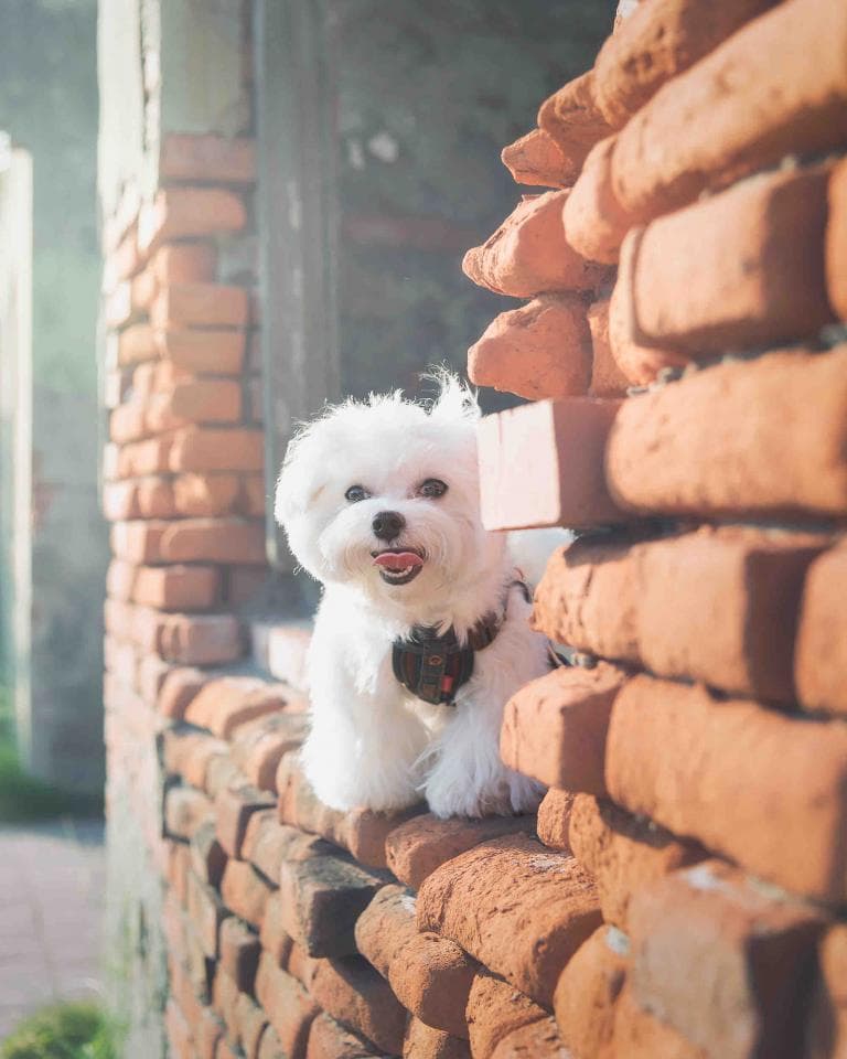這張照片是一隻白色的小狗,它正站在紅磚牆上,看著鏡頭。牠有著可愛的臉蛋,露出舌頭,讓人覺得牠很開心。