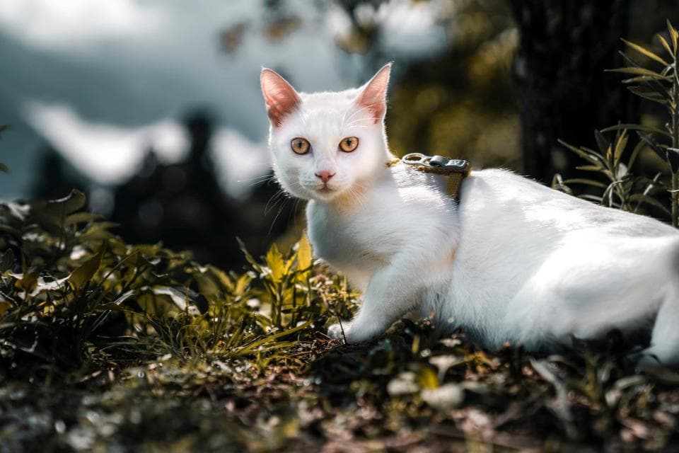 這張「一隻白貓在草叢裡」的照片是,一隻白色貓咪穿著綠色的背帶,正在草叢中凝視著鏡頭。