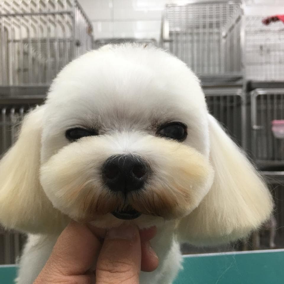 1) 照片顯示一隻白色的小型犬,牠的毛髮被修剪得很短,露出牠黑色的鼻子和眼睛