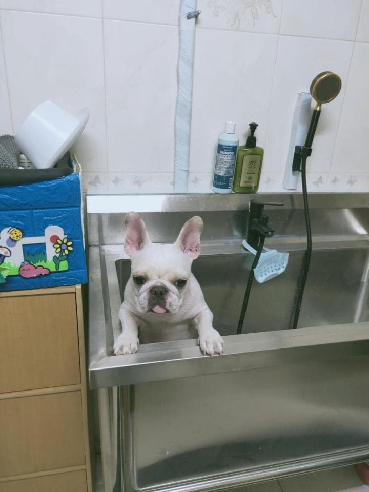 1) 照片中有一隻法國鬥牛犬在洗臉盆裡