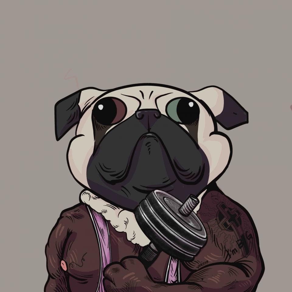 這張照片是一個可愛的鬥牛犬舉著一個啞鈴,牠的肌肉很發達。牠的鼻子和眼睛很突出,而且牠有一身可愛的毛髮。