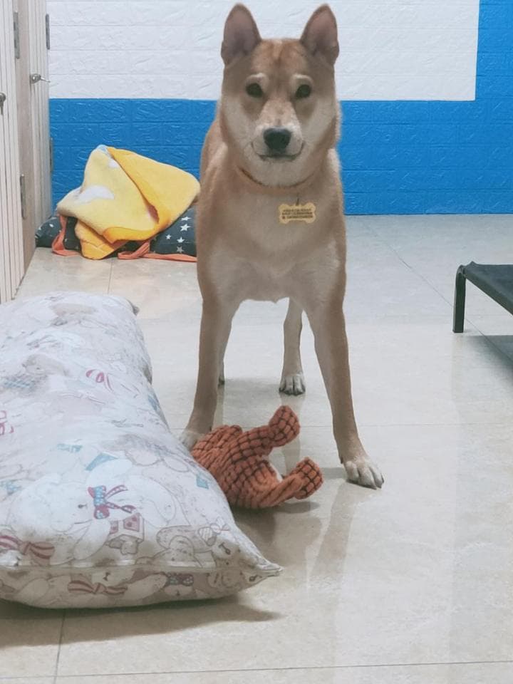 1) 照片顯示一隻棕色和白色的狗站在室內