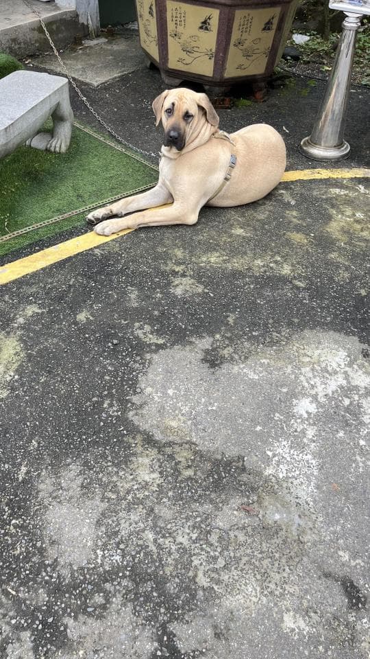 1) 照片中有一隻黃色的狗,牠躺在地上,牠的頭部抬起來,看向鏡頭