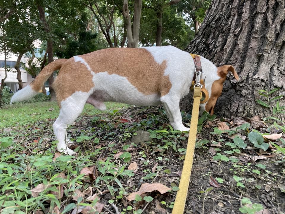 這張照片是一隻棕色和白色的小狗,牠正在嗅聞樹根。