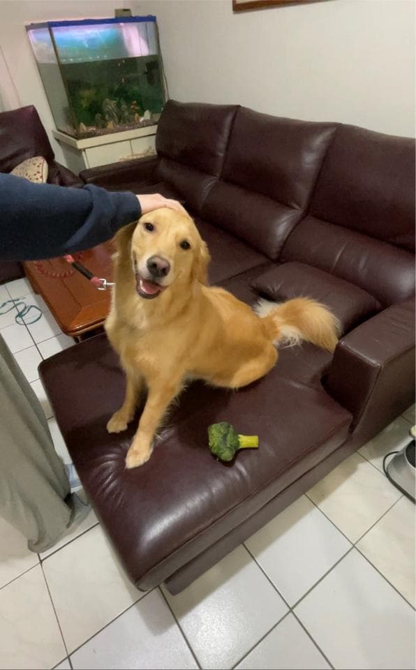 這張照片是一隻金毛獵犬,牠坐在沙發上,一隻手正要摸牠的頭。牠的嘴巴微微張開,似乎在笑。