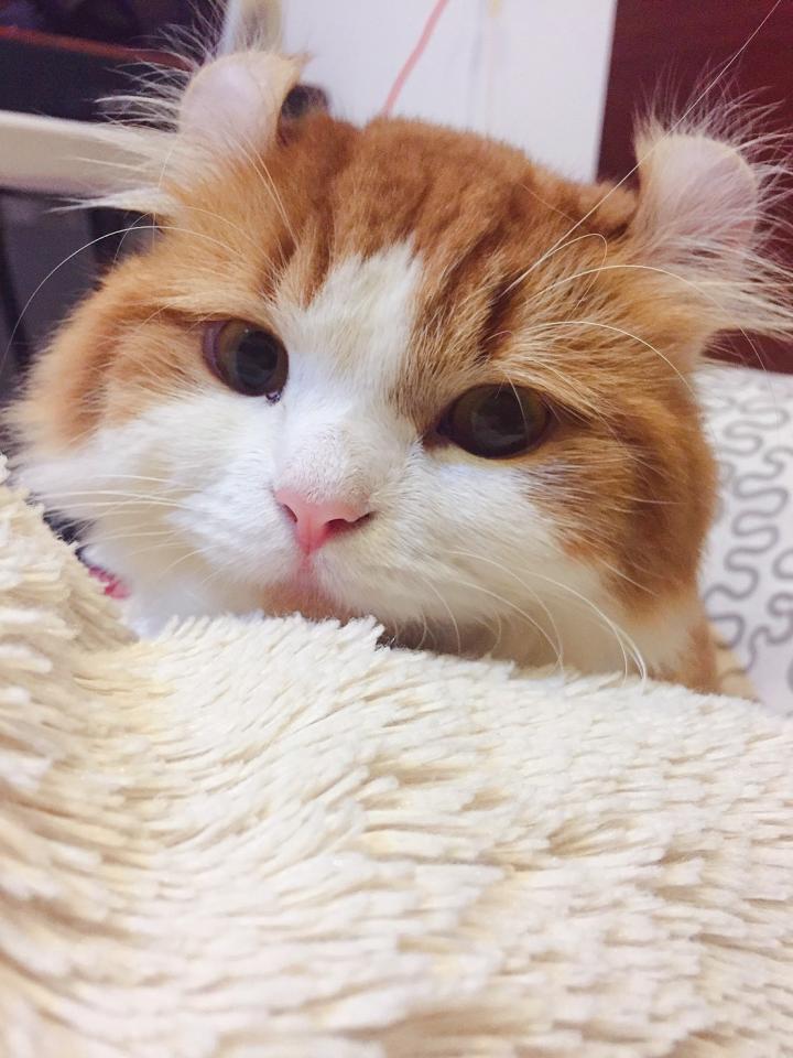 這張照片是一隻可愛的貓咪,牠睡在柔軟的毛毯上,牠的眼睛閉著,嘴巴微張,看起來很放鬆。