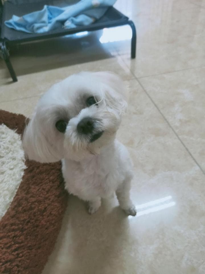 1) 照片中有一隻白色的小型犬,牠坐在室內的地板上,頭部略微歪向一邊,並看著鏡頭