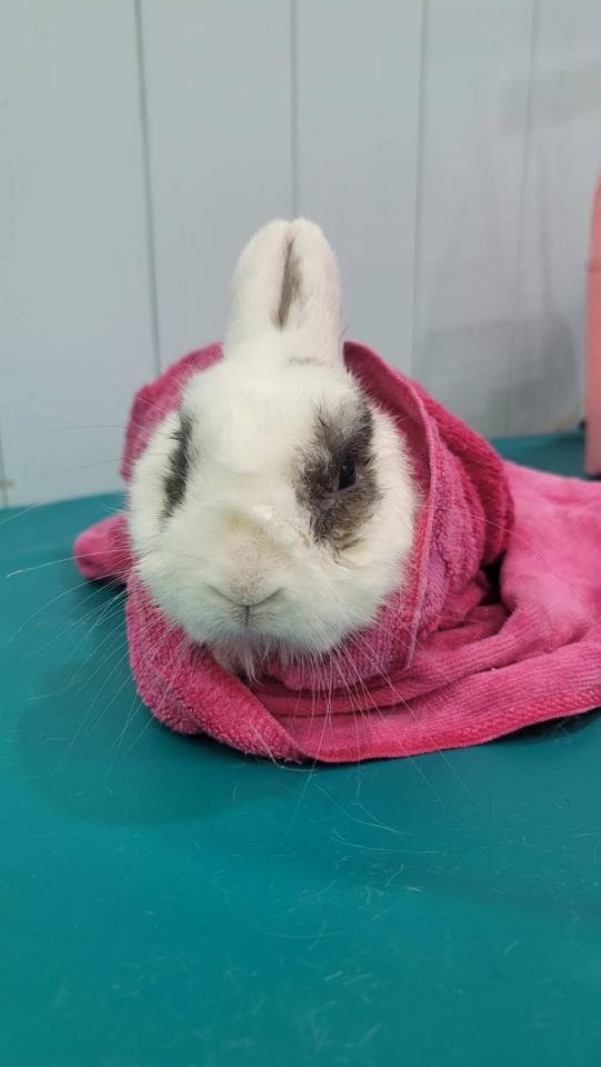 1) 一隻白色和灰色兔子,用粉紅色的毛巾裹著,放在藍綠色的桌子上