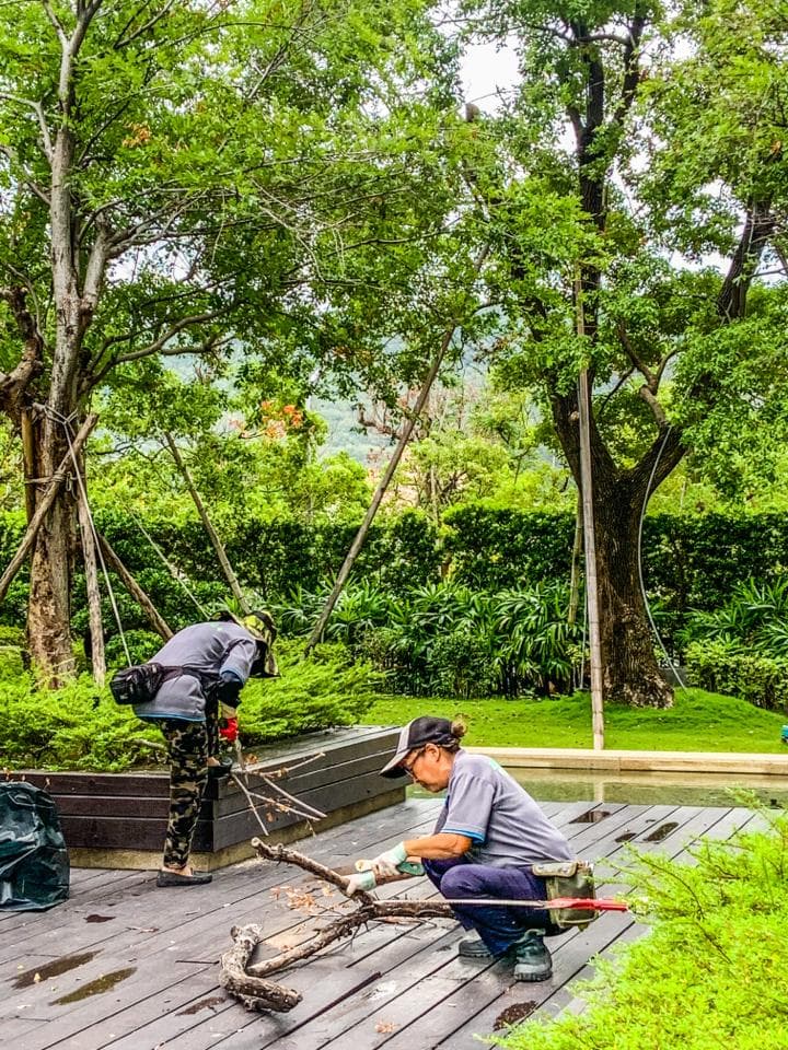 這張照片是兩個園丁在清理樹枝。其中一個園丁站在樹枝上,用鋸子切斷樹枝,另一個園丁則蹲在地上,撿拾樹枝。