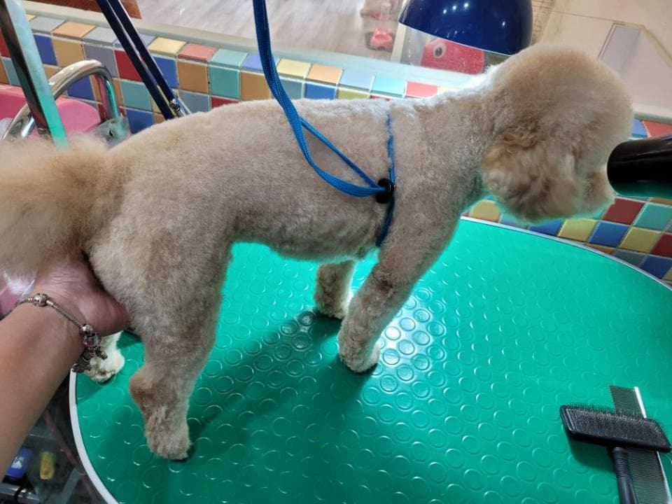 一隻白色的小狗站在綠色的桌子上,正在進行美容