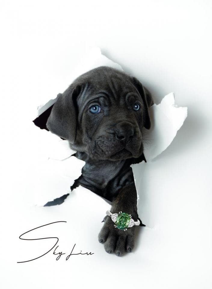 這張照片是一隻黑色小狗從紙上探出頭來,牠戴著一個閃亮的綠色戒指。