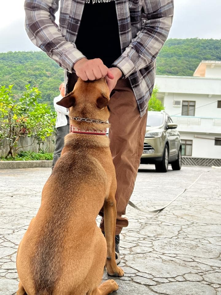 這張「一個人牽著一隻棕色狗狗」的照片是一個男人牽著一隻棕色狗狗,狗狗正在看著他。