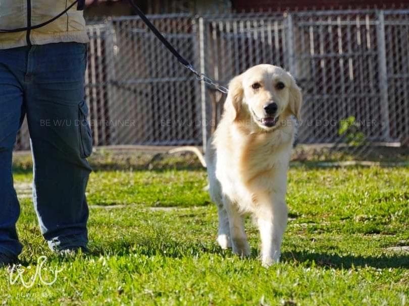 這張「一隻金毛獵犬在草地上被牽著走」的照片是。