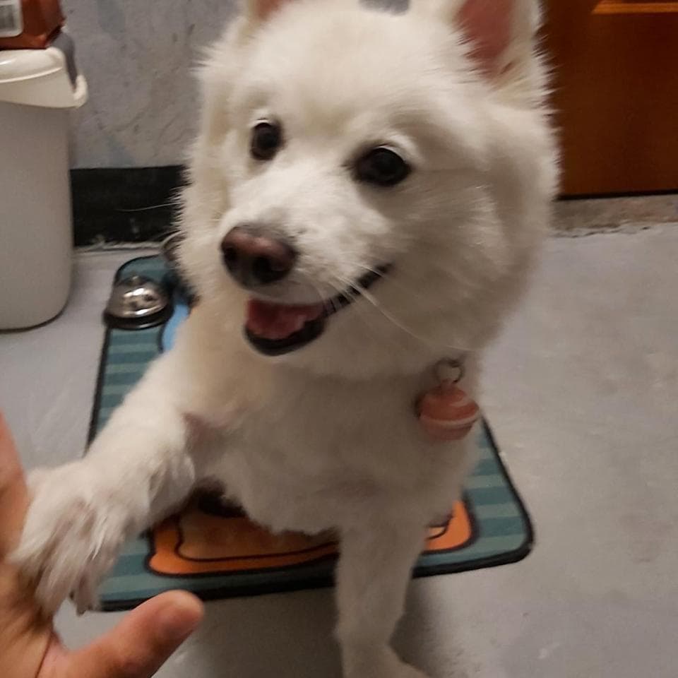 這張照片是一隻白色的小狗,牠伸出前腳,似乎正在跟主人玩遊戲。牠的表情看起來非常開心,似乎在邀請主人一起玩耍。