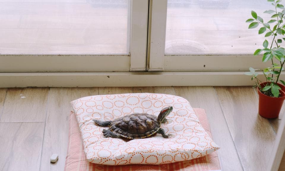 1) 照片中有一隻烏龜躺在一個粉紅色的床墊上,床墊上有白色圓點圖案