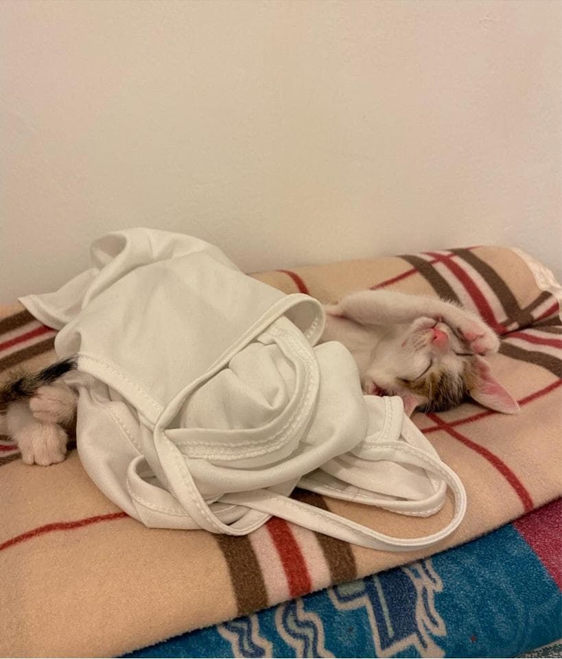 1. 照片中有一隻小貓睡在白色的衣服上,衣服被小貓壓著,小貓的頭朝向右側,身體捲成一團,露出了粉紅色的鼻子