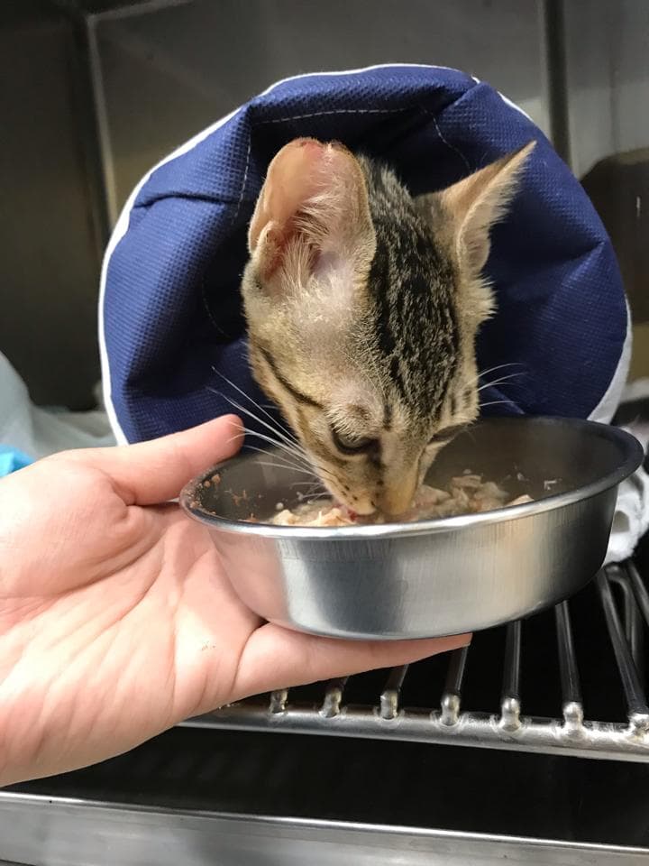 一隻戴著伊莉莎白頸圈的貓咪正用碗吃著食物,一隻手放在碗下方