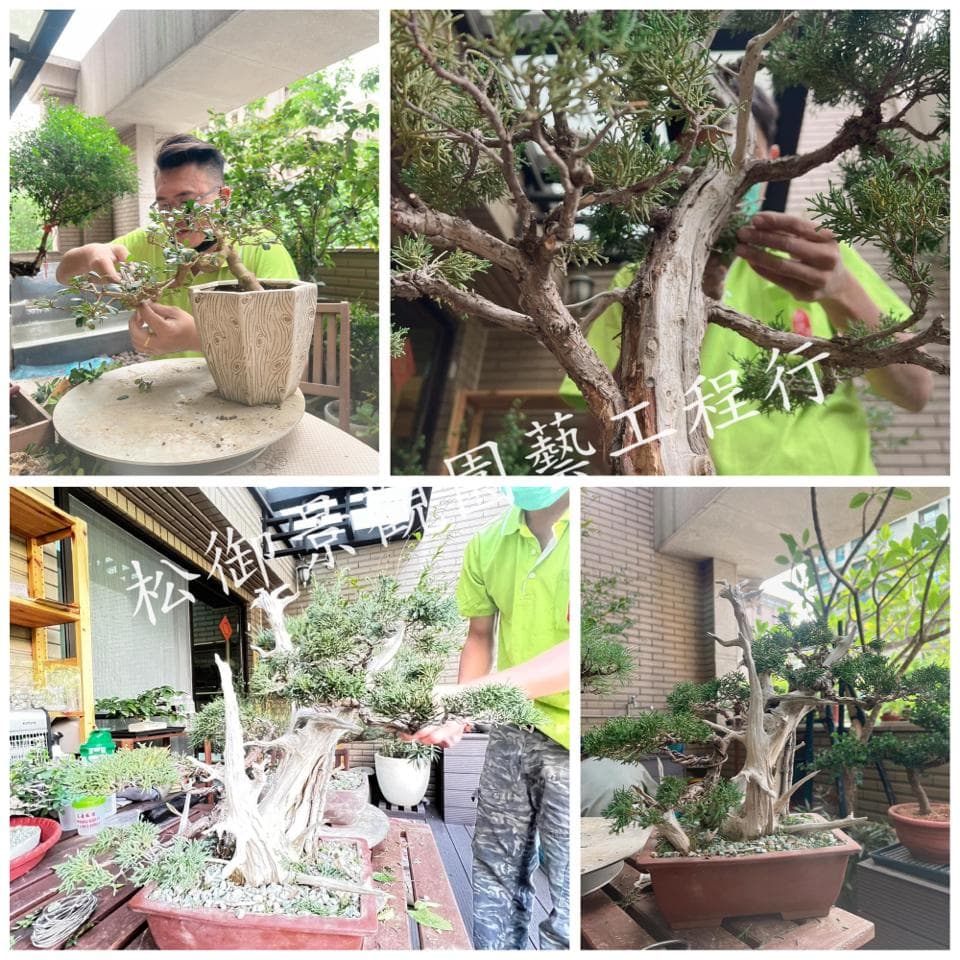 這是一張照片,展示了盆景的製作過程
