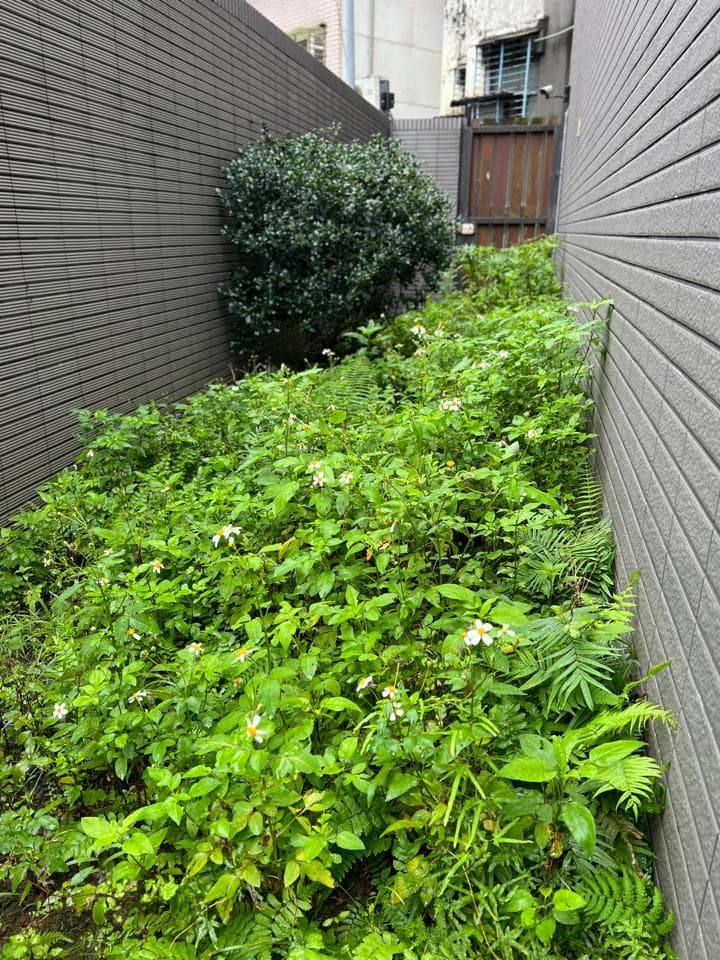 這張照片是一條由綠色植物和白色小花覆蓋的狹窄小路。