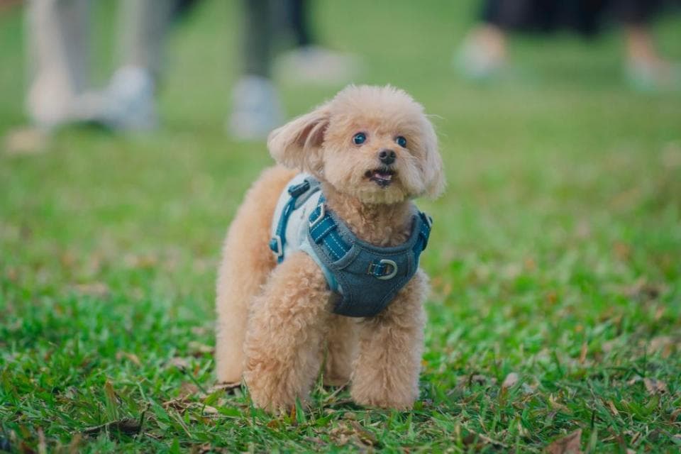 這張照片是一隻穿著藍色背心的棕色貴賓犬,它正在草地上玩耍。