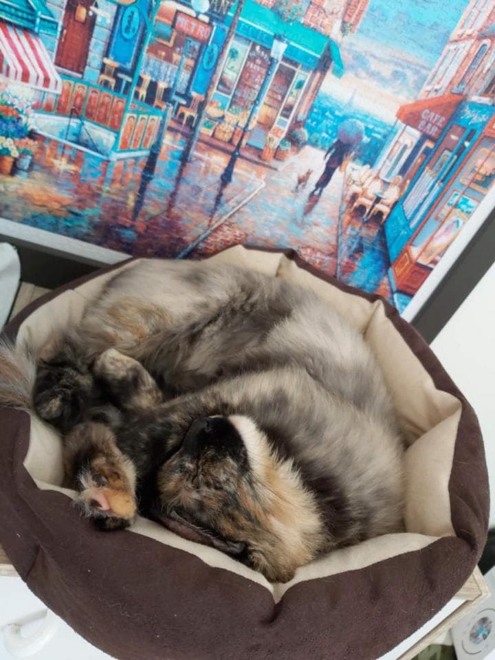 這張照片是一隻睡在棕色床上的貓。牠的毛色是黑白相間的,牠正舒服地睡著,看起來很可愛。