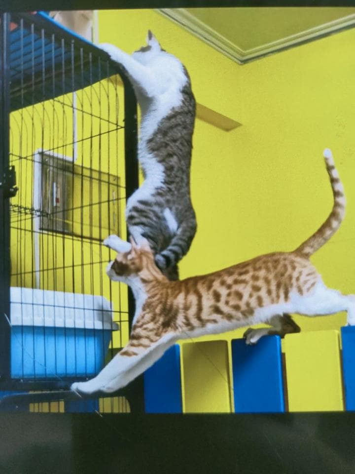 1) 照片中展示了两只猫