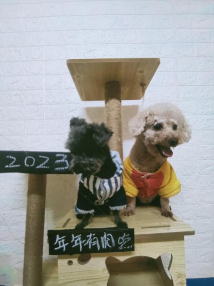 1) 兩隻小狗坐在一個木製的貓抓板上,一隻黑色的小狗穿著條紋的衣服,另一隻白色的小狗穿著紅色的衣服,貓抓板上有塊寫著"2023"的黑色板子和寫著"年年有你陪伴"的木板