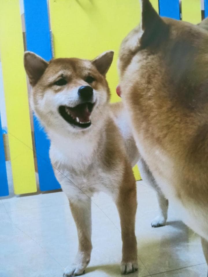 1) 照片中有一隻 Shiba Inu 和一隻其他品種的狗,兩隻狗都面對鏡頭,Shiba Inu 在畫面中佔據了更多空間,並露出開心的笑容