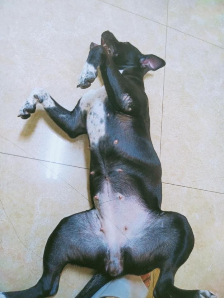 1) 照片中是一隻黑色和白色斑點的狗,它躺在地上,舉起前肢,頭朝後仰