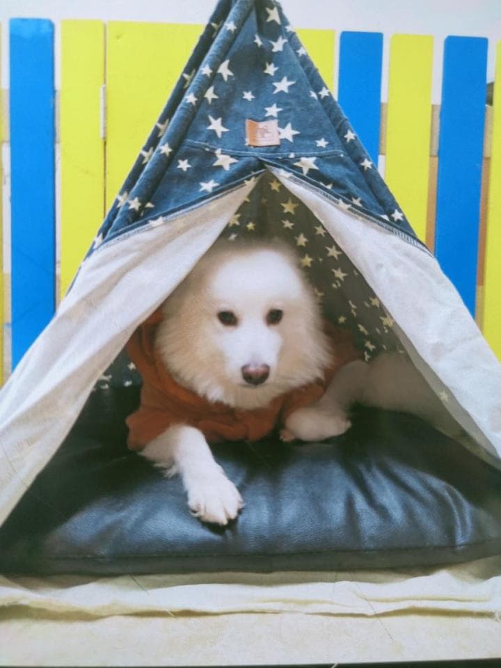 這張照片是一隻白色的小狗躲在一個印滿星星的帳篷裡,它正在看著鏡頭。