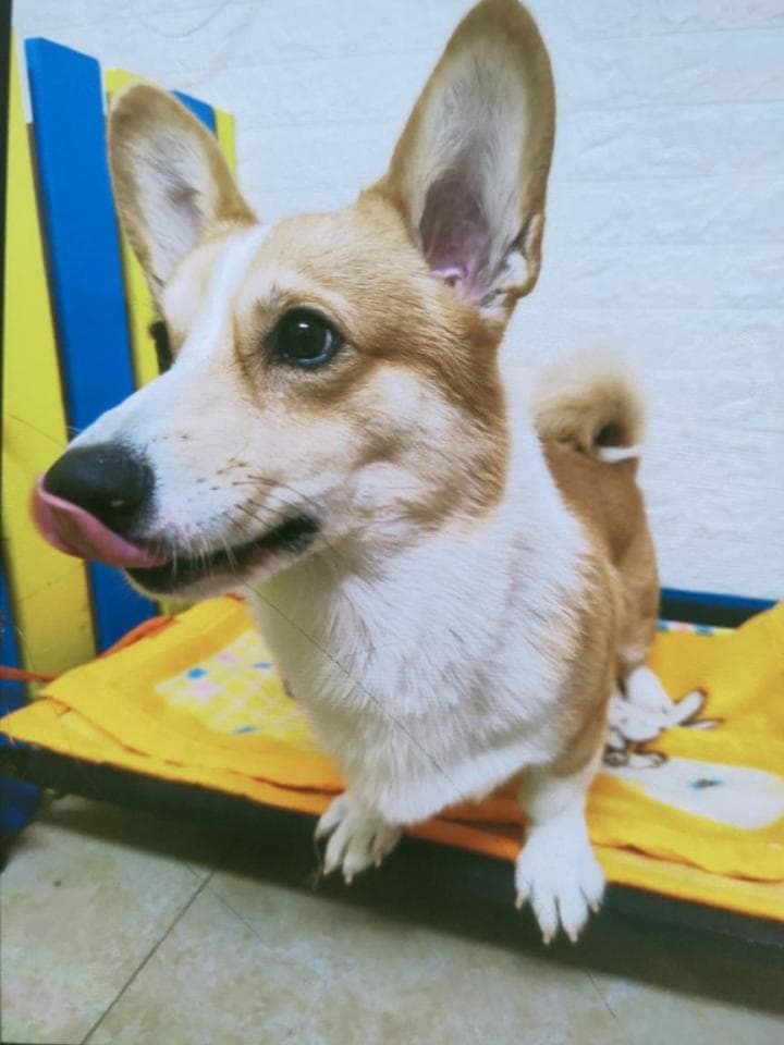 1) 照片顯示一隻蓬鬆的奶油色及白色柯基犬,正坐在黃色床墊上,並向外吐舌頭