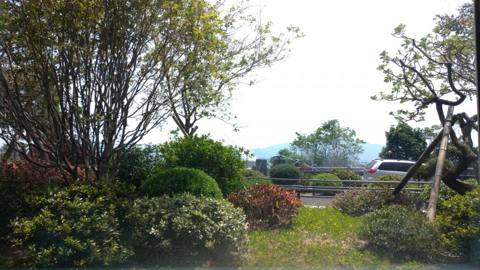 這張照片是一片綠意盎然的公園,照片中央有一棵高大的樹,樹枝繁茂,遮擋了一部分天空,樹枝間透出陽光,照亮了綠色的草地和灌木叢。