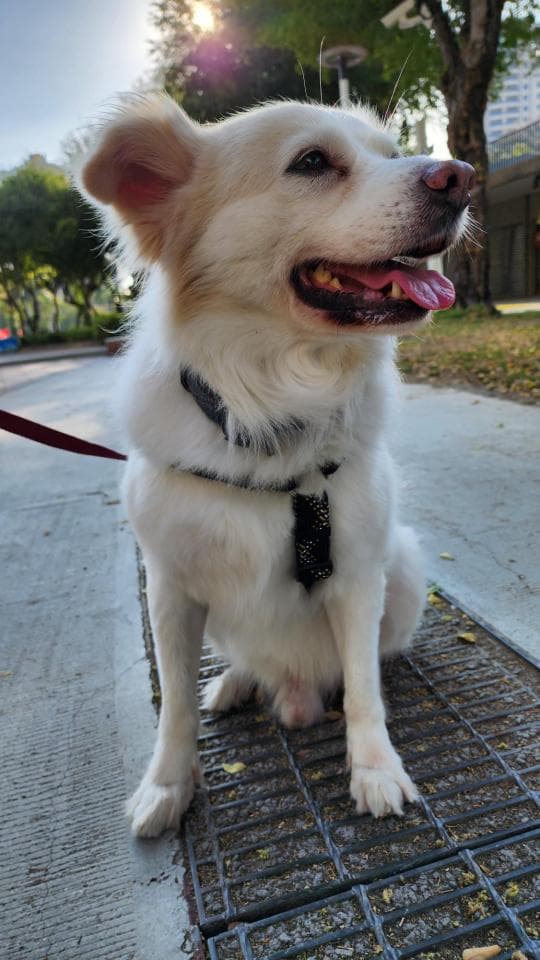 這張照片是一隻白色毛髮的狗狗,牠坐在戶外水泥地上,看起來很開心,牠戴著黑色項圈和吊飾。