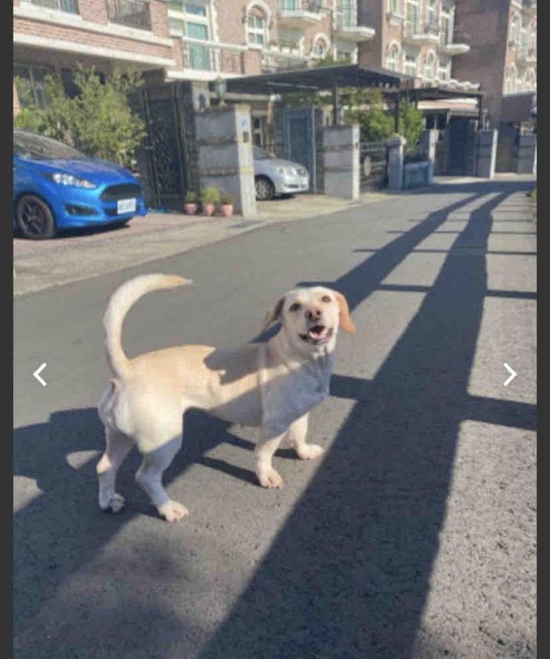 1) 照片中有一隻白色的小狗站在水泥地上,它正在看著相機,尾巴翹起,並投下長長的影子