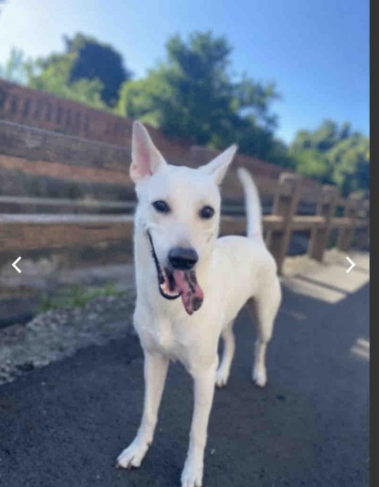 1) 照片中是一隻白色的狗狗,牠的嘴巴微微張開,露出粉紅色的舌頭,牠正站在水泥地上,背景是一些綠色的植物和木頭建築