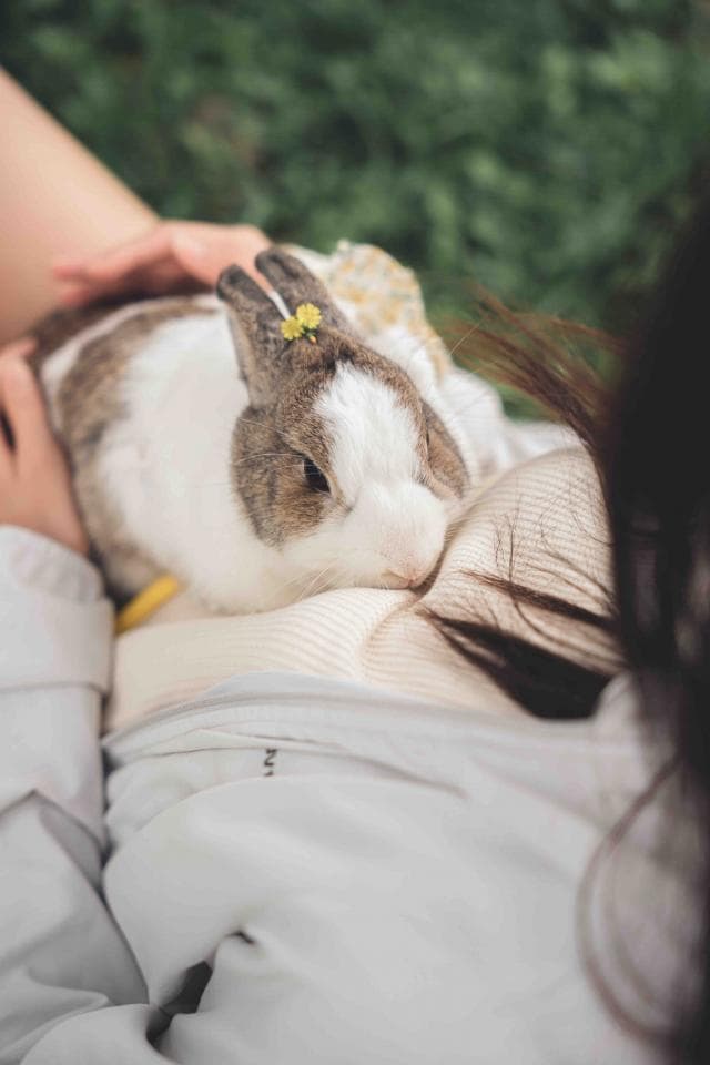 這張「一隻兔子依偎在一個女孩身上」的照片是,兔子頭上有一朵小黃花,兔子正閉著眼睛,看起來很舒服。